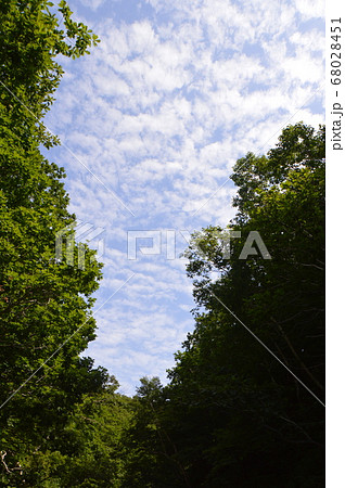 ジャングル・大空(カムイワッカ湯の滝 付近・知床半島/北海道斜里郡斜里町) ジャングル・大空(カムイワッカ湯の滝 付近・知床半島/北海道斜里郡斜里町) 68028451