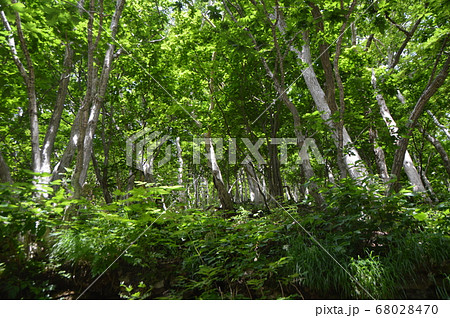 原始の森（カムイワッカ湯の滝 付近･知床半島／北海道斜里郡斜里町） 68028470