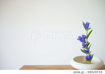 一本のりんどうの生花 壁紙白地 右寄せ の写真素材