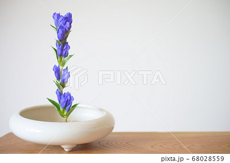 りんどうの生花 壁紙白地 左寄せ の写真素材