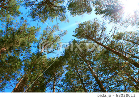 Tall pines against. Natural green background. Landscape nature background. White background. Travel Background. Summer landscape. Autumn winter. Natural light. 68028613