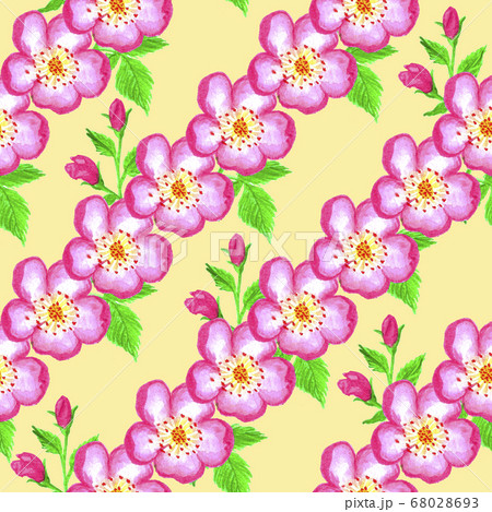 pattern pink rose hips. Roses seamless pattern. Watercolor. pattern pink rose hips. Roses seamless pattern. Watercolor. 68028693
