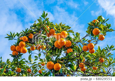 温州みかん 68029551