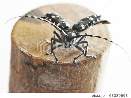 カミキリムシの飛翔 68029698