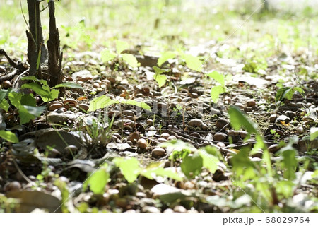 自然【木の実】 68029764