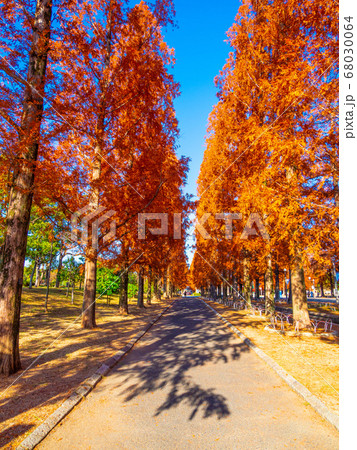 鶴見緑地メタセコイアの紅葉 68030064