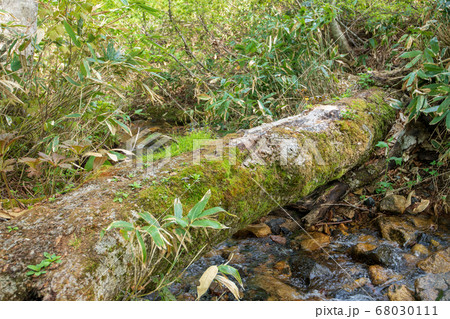 新緑の奥利根水源の森 倒木 新緑のブナ林 群馬県みなかみ町 の写真素材