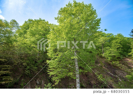 新緑の奥利根水源の森　新緑のブナ林　群馬県みなかみ町　　 68030355