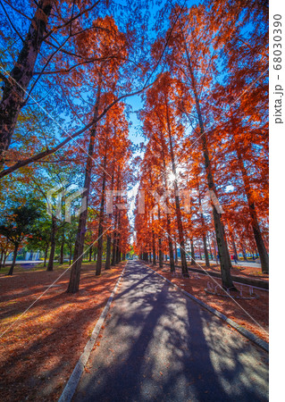 鶴見緑地メタセコイアの紅葉の写真素材