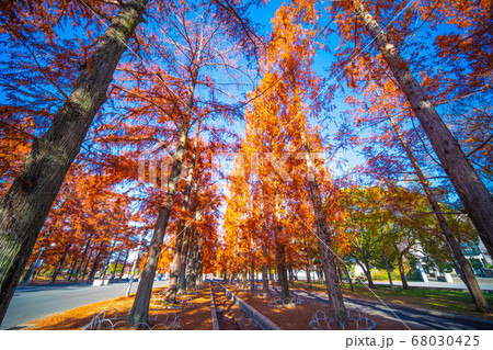メタセコイアとラクウショウの紅葉 メタセコイアとラクウショウの紅葉 68030425