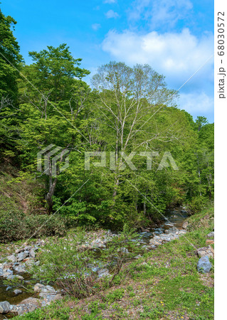 新緑の照葉峡　奥利根　　群馬県みなかみ町　　 68030572