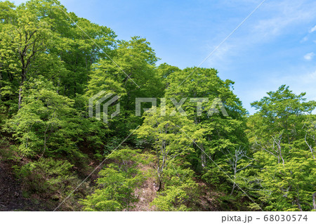 新緑の照葉峡　奥利根　　群馬県みなかみ町　　 68030574