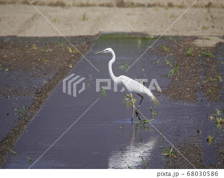 水を入れ始めた水田に来たダイサギ(白鷺の一種) 水を入れ始めた水田に来たダイサギ(白鷺の一種) 68030586