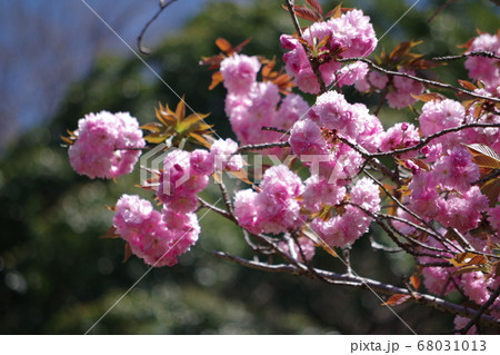 吉野山の花 吉野山の花 68031013