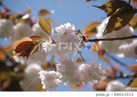 吉野山の花 68031015