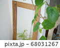 しっくい壁に映えるグリーンと鏡2 68031267