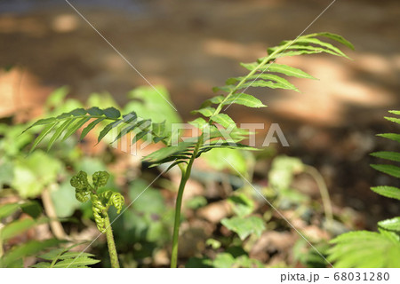 畑 運動場 野原 68031280