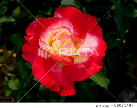 バラ　ピンク色の花　一輪　ダブルディライト 68031497