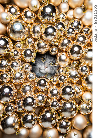 cat golden christmas baubles portrait 68031505
