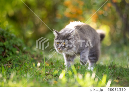 maine coon cat on the move maine coon cat on the move 68031550
