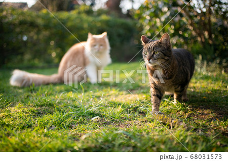 two different breed cats outdoors in garden 68031573