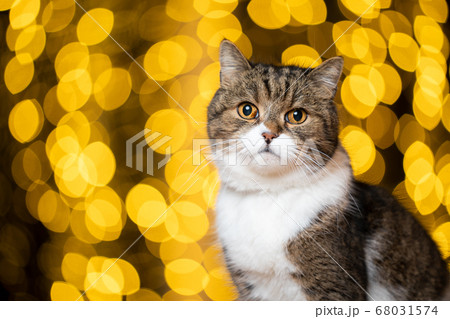 british shorthair cat bokeh lights portrait 68031574