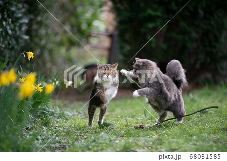 playing cats attack in garden 68031585