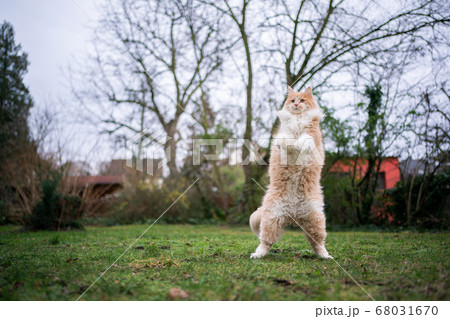 cat standing on hind legs 68031670