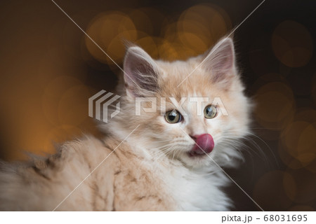 maine coon kitten licking lips 68031695