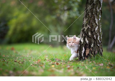 curious maine coon cat behind tree 68032042