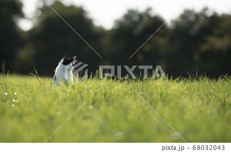 stray cat on a field stray cat on a field 68032043