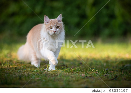 cat outdoors in nature cat outdoors in nature 68032197