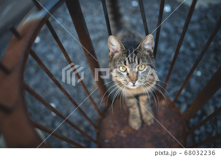 tabby cat curious about fireplace 68032236