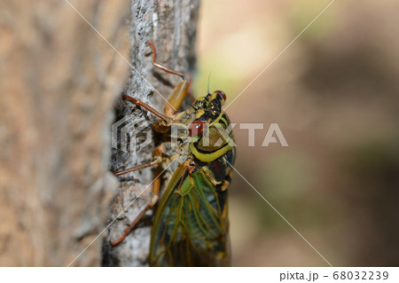 2020 08 02 エゾゼミ　札幌市 68032239