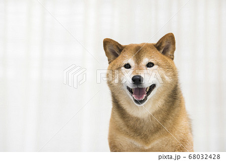 笑顔の柴犬の写真素材