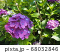 紫陽花 〜梅雨の晴れ間〜 68032846