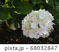 純白の紫陽花 68032847