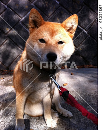 教育用写真ー素材犬ーカメラの影 68032867