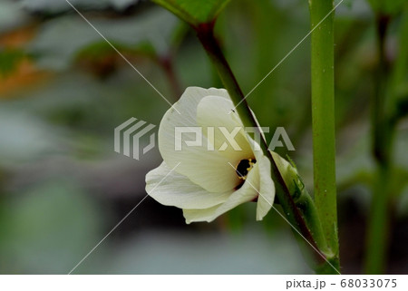 オクラの花 68033075