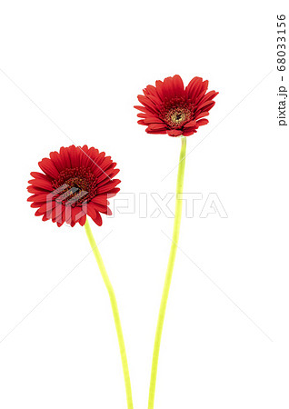 ガーベラ 68033156