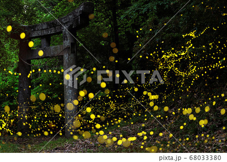 ヒメボタル 68033380