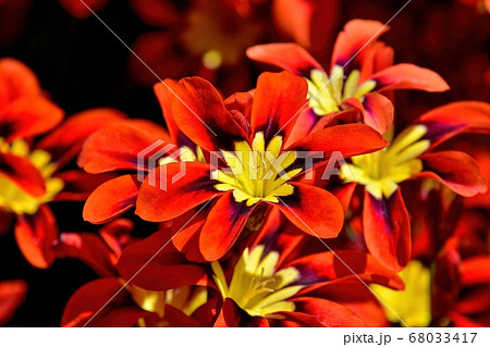 光を浴びて輝く鮮やかなスパラキシス トリカラーの花の写真素材