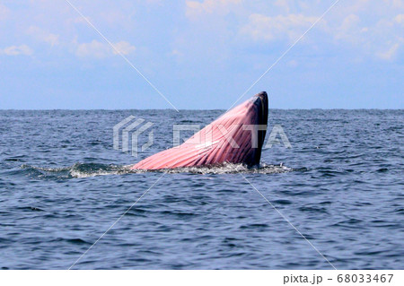 Bryde's whale or Eden's whale Bryde's whale or Eden's whale 68033467
