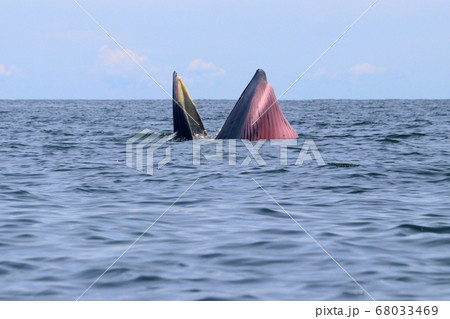 Bryde's whale or Eden's whale 68033469