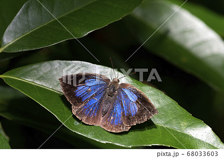 ムラサキシジミ 68033603