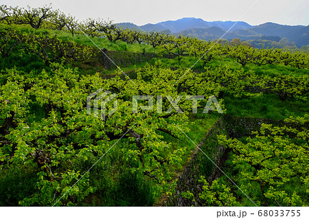 朝日をあびる新芽の柿畑（奈良県天理市） 68033755