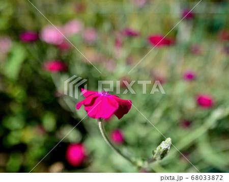 光を浴びて輝くスイセンノウの花の写真素材