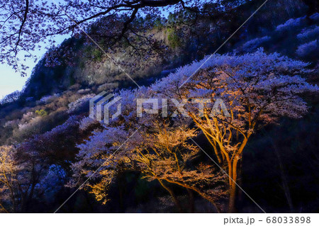 屏風岩公苑の桜ライトアップ 奈良県宇陀郡曽爾村 の写真素材