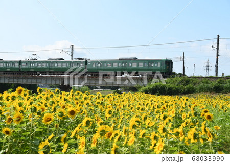 ひまわりの花とJR草津線 ひまわりの花とJR草津線 68033990