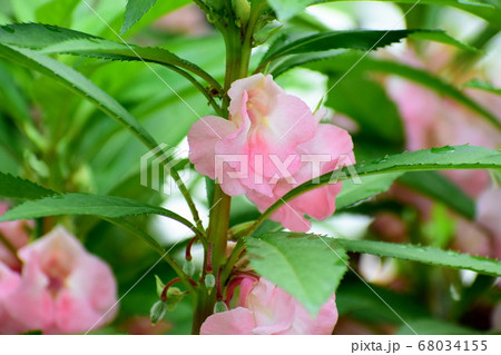 ピンクのホウセンカの花の写真素材